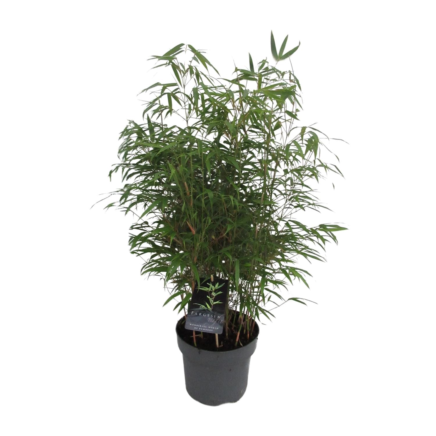 Fargesia Rufa C5 - Niet Woekerende Bamboe - Ø23Cm - ↕95Cm