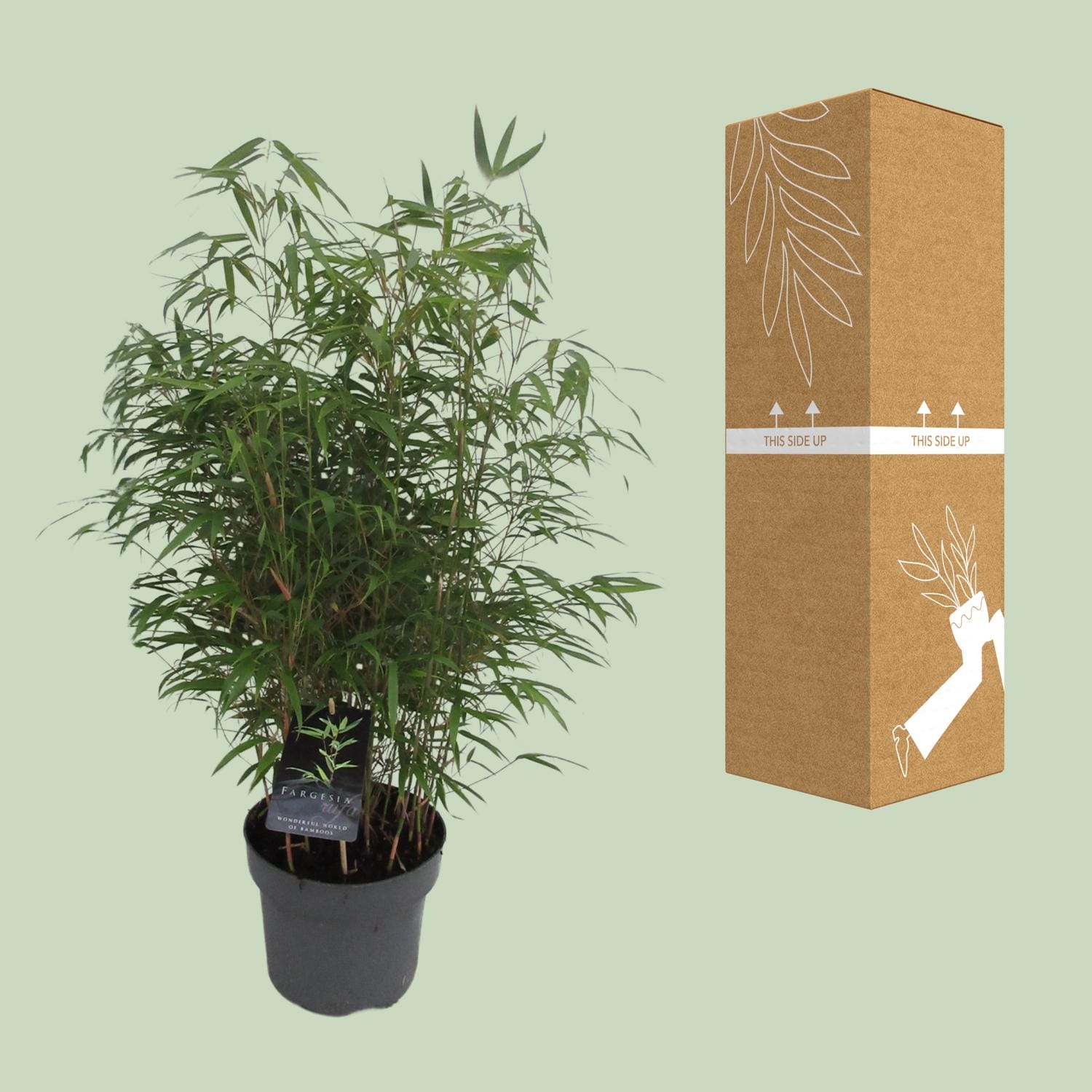 Fargesia Rufa C5 - Niet Woekerende Bamboe - Ø23Cm - ↕95Cm - Afbeelding 3