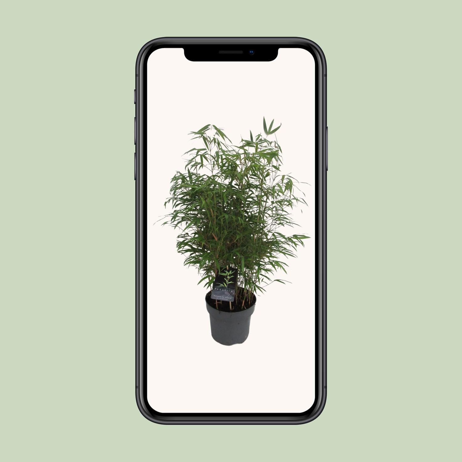 Fargesia Rufa C5 - Niet Woekerende Bamboe - Ø23Cm - ↕95Cm - Afbeelding 4