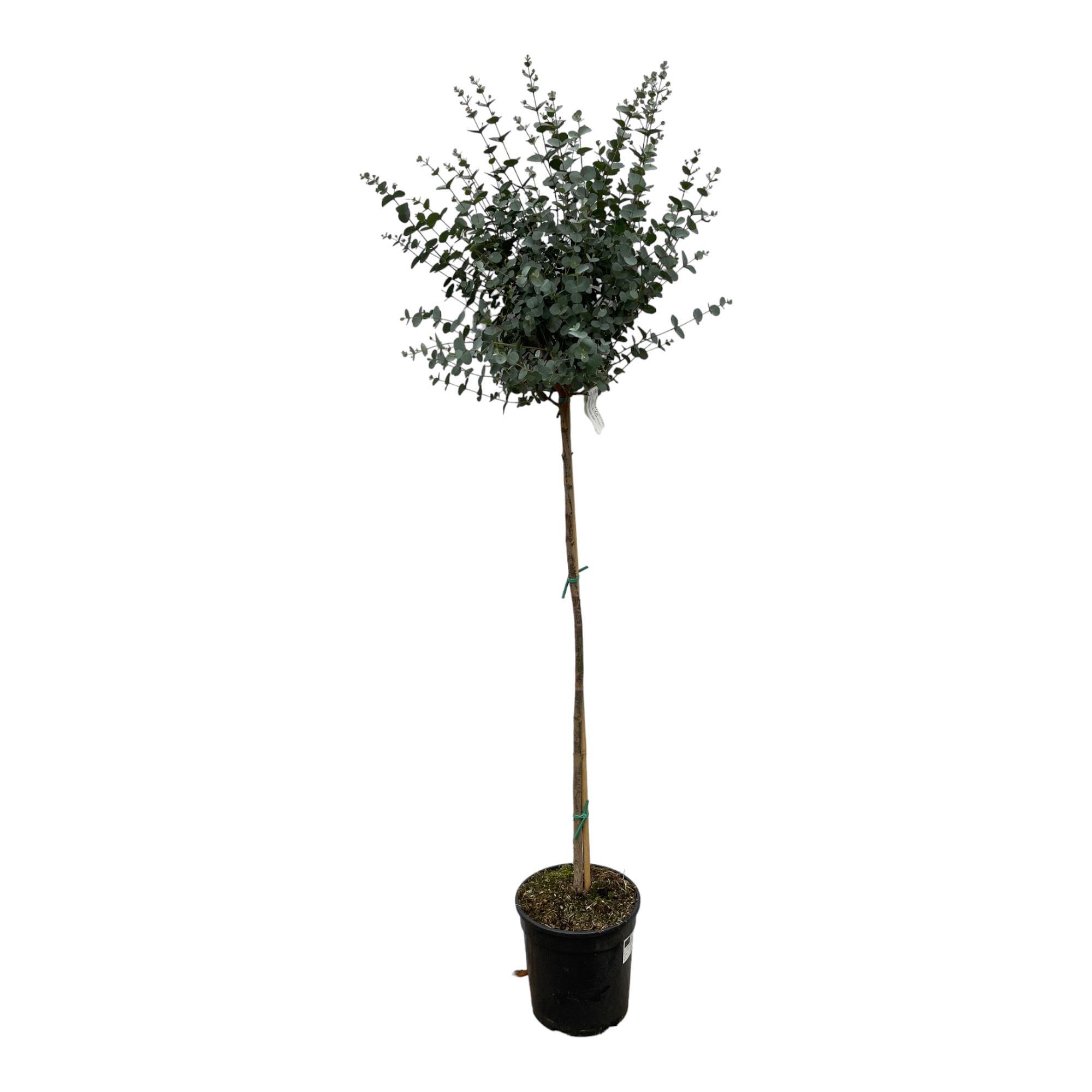 Eucalyptus Op Stam - 180 Cm - Ø24Cm