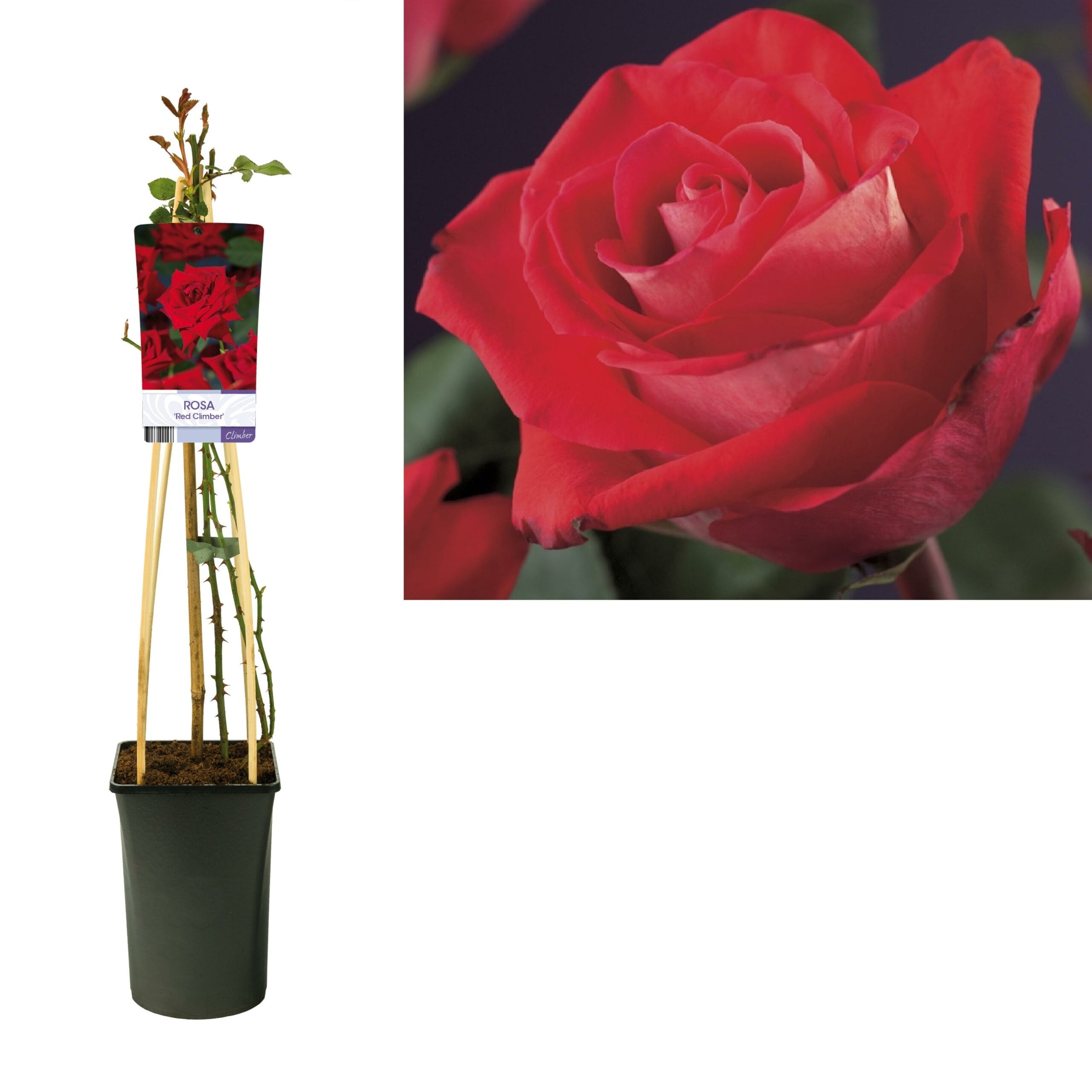 Rosa 'Red Climber' - Ø17Cm - ↕75Cm