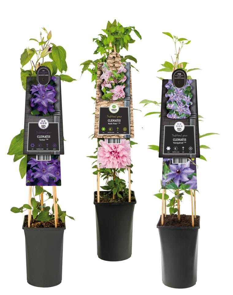 Mixtray Clematis Exclusive Varieties - Ø17Cm - ↕75Cm
