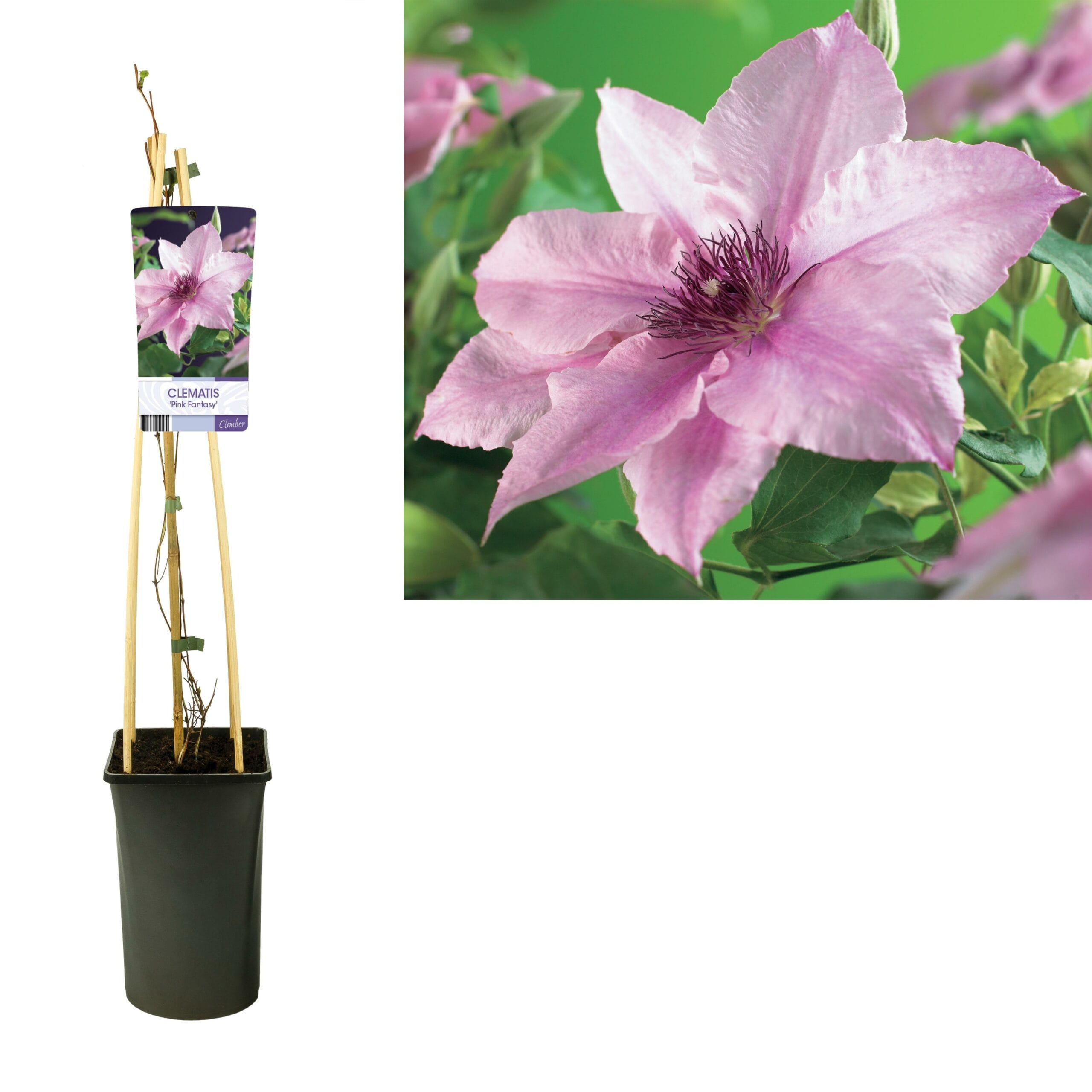 Clematis 'Pink Fantasy' - Ø17Cm - ↕75Cm