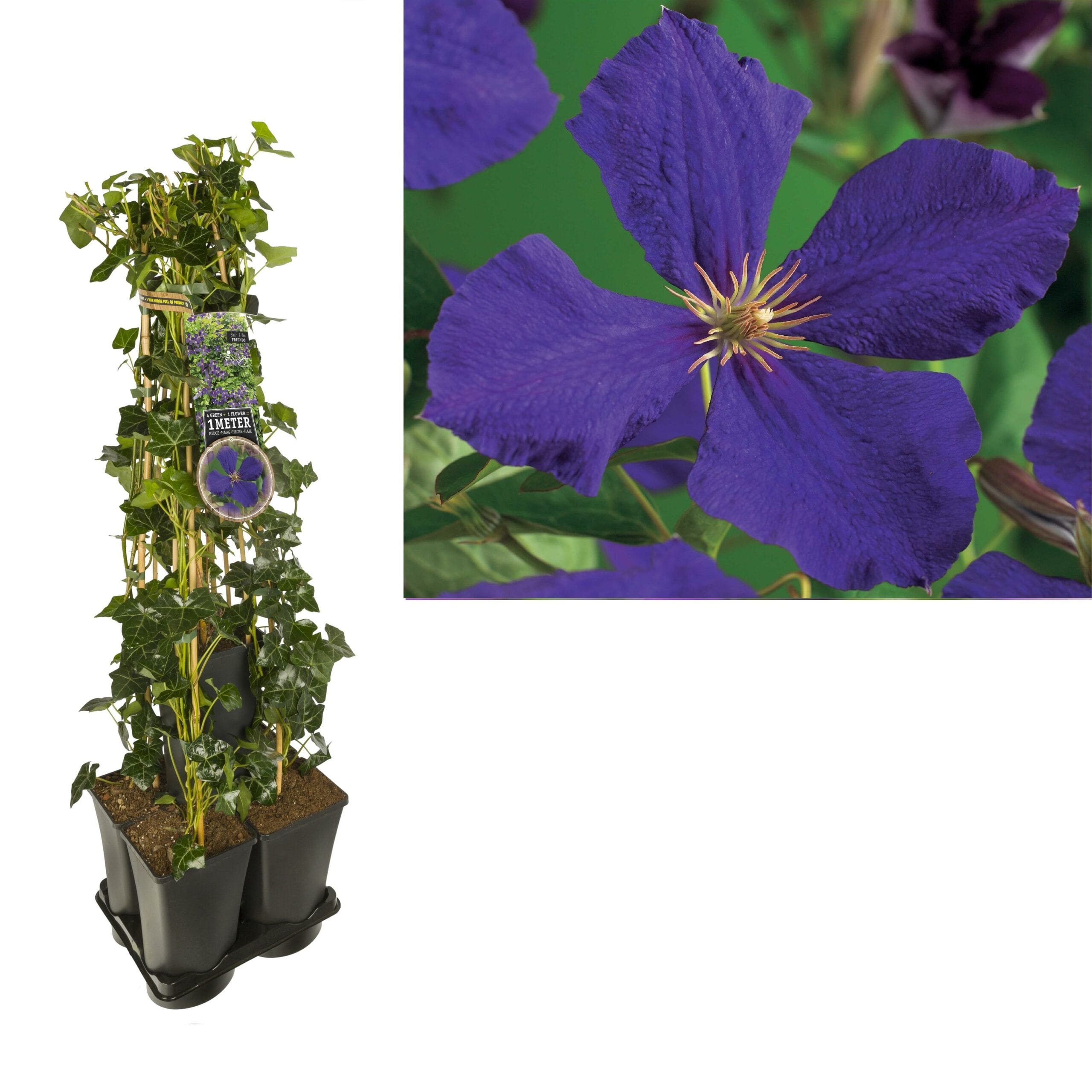 1 M. Privacy Mix Hedera + Clematis 'Jackmanii' +Label - Ø17Cm - ↕90Cm