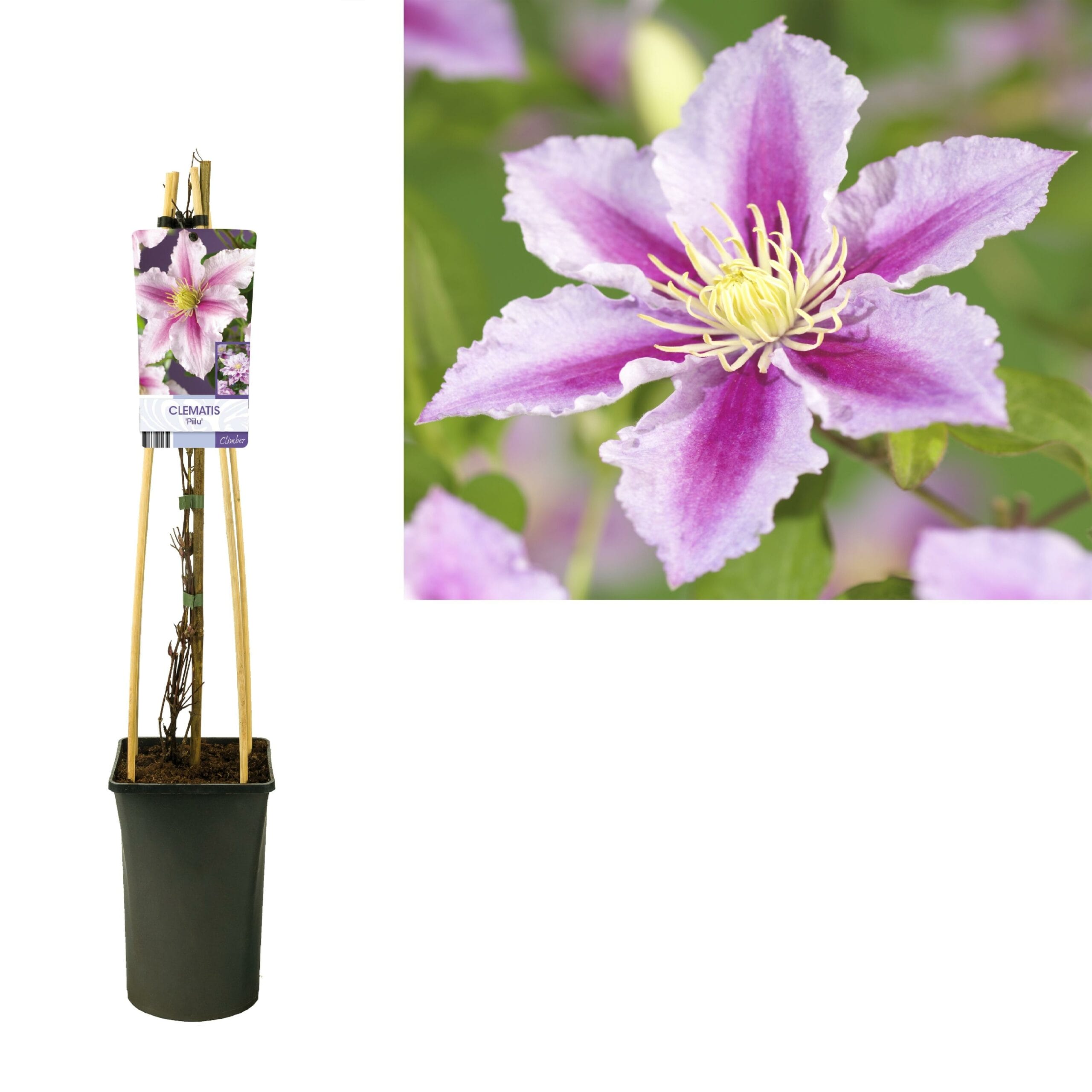 Clematis 'Piilu' +Light Label - Ø17Cm - ↕75Cm