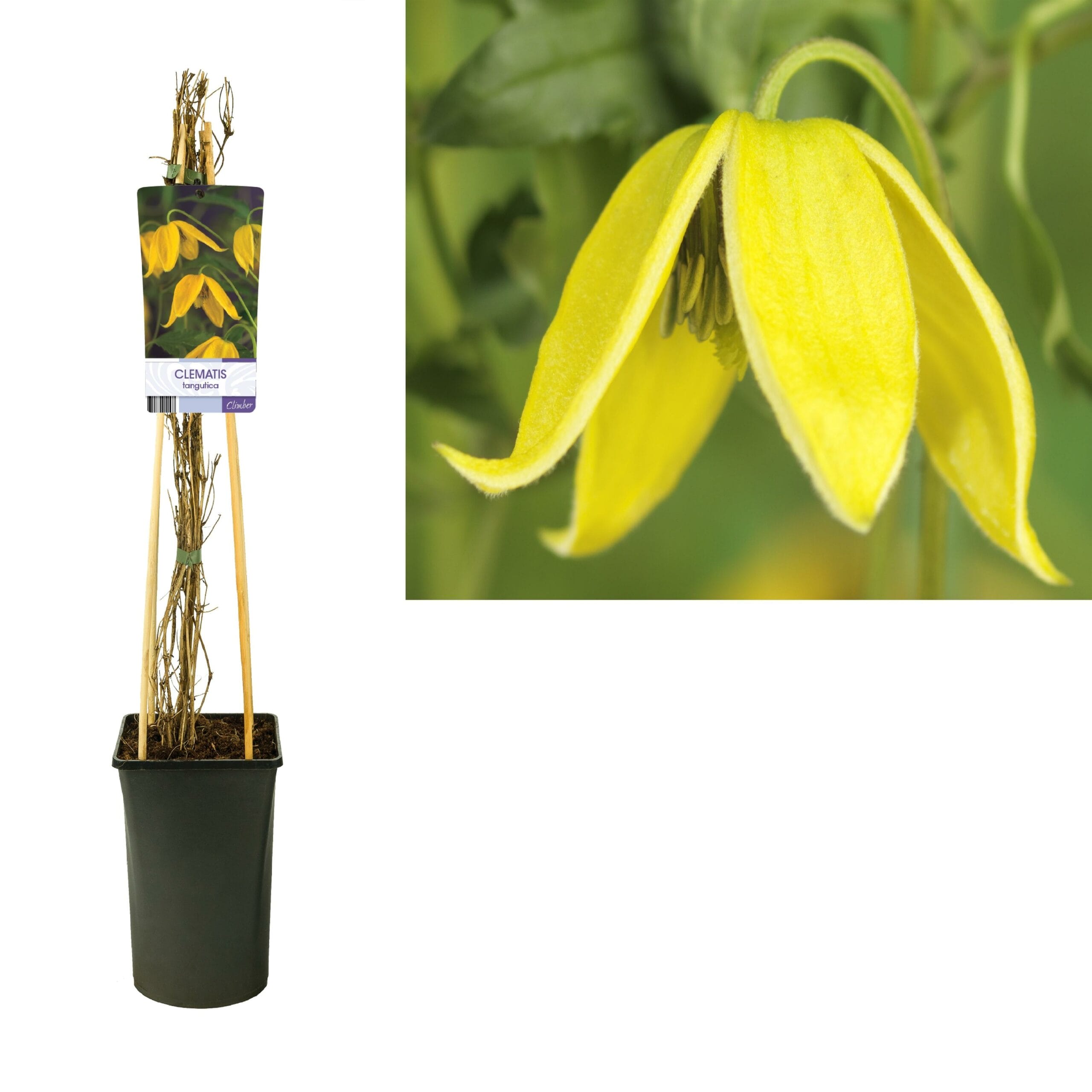 Clematis Tangutica - Ø17Cm - ↕75Cm