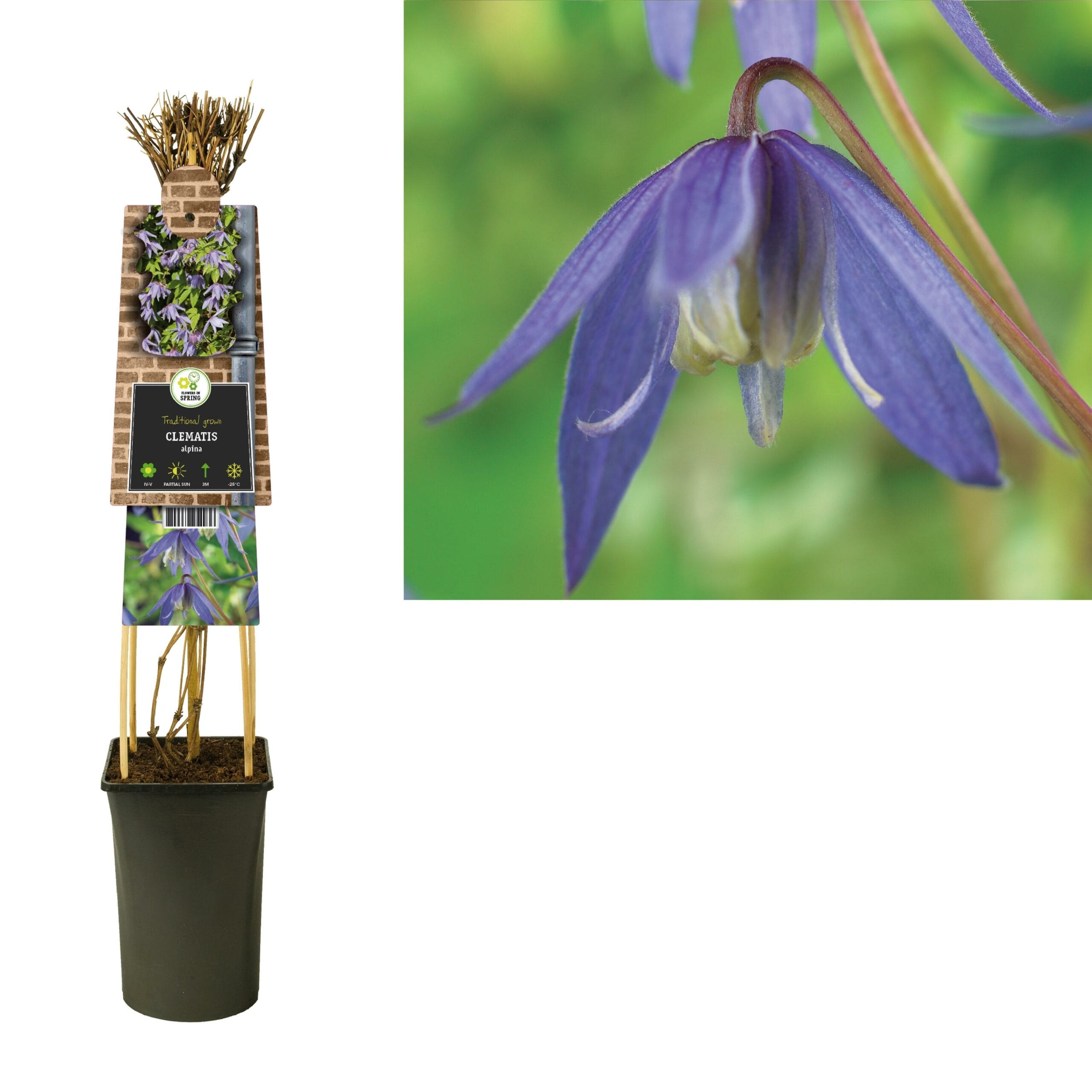 Clematis Alpina - Ø17Cm - ↕75Cm