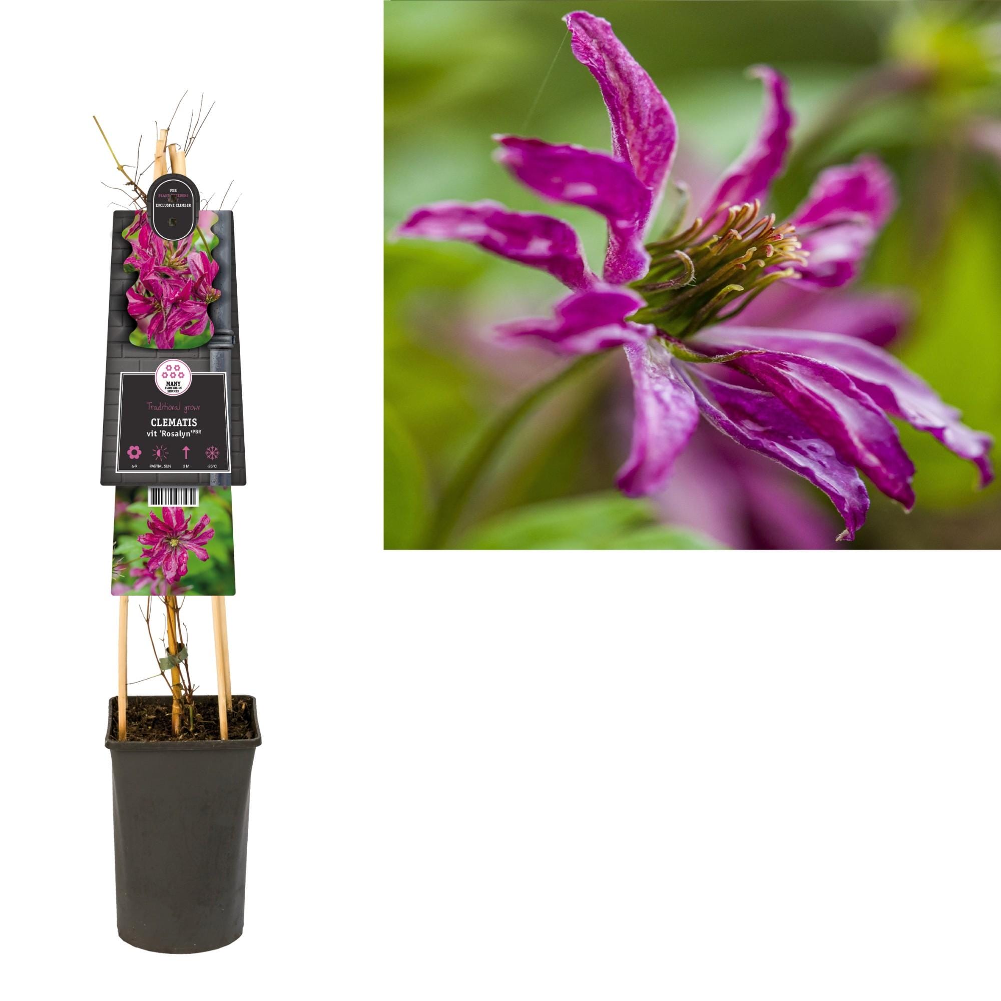 Clematis Vit. 'Rosalyn' - Ø17Cm - ↕75Cm