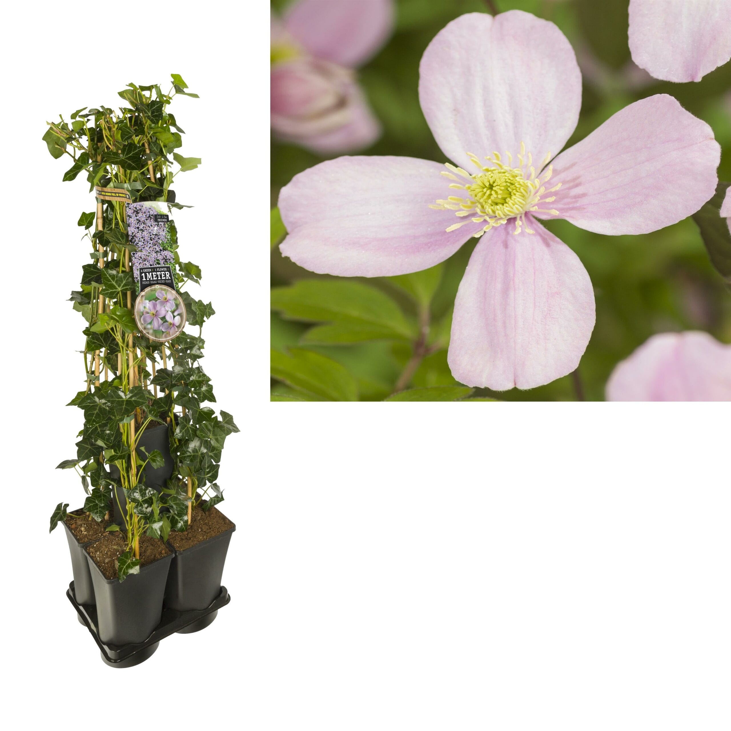 1 M. Privacy Mix Hedera + Clematis Mont. 'Rubens' - Ø17Cm - ↕90Cm