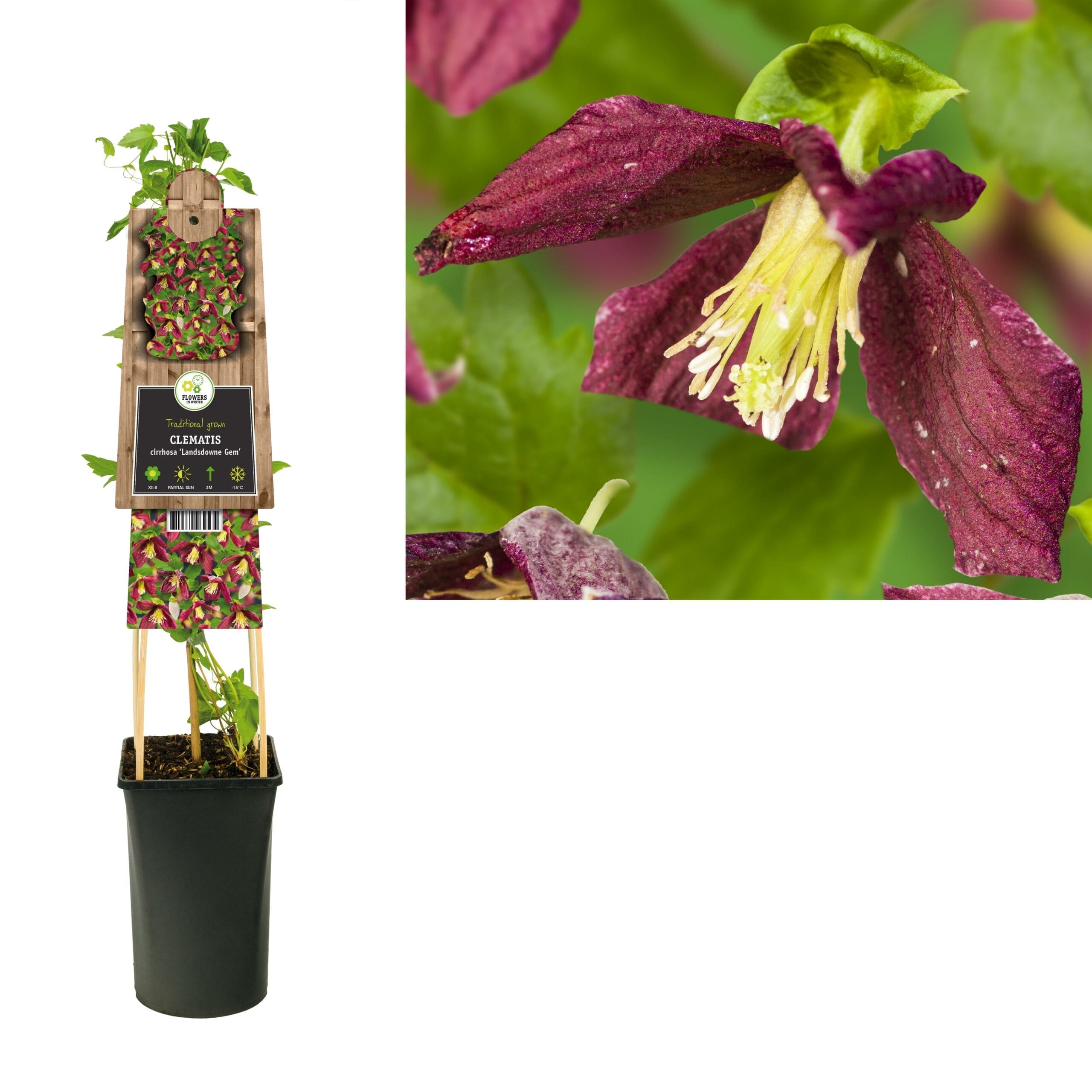 Clematis Cirrhosa 'Landsdowne Gem' - Ø17Cm - ↕75Cm
