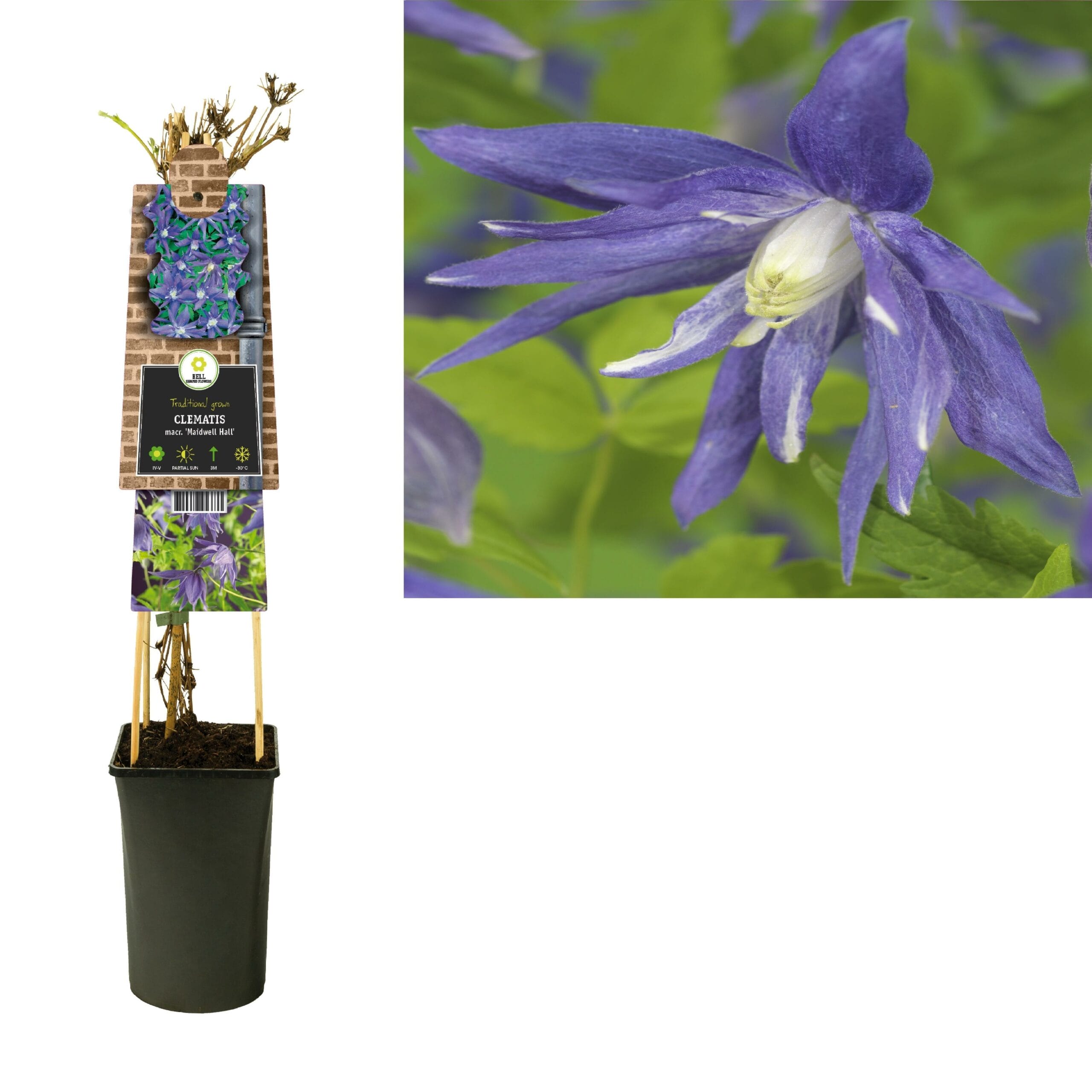 Clematis Macr. 'Maidwell Hall' - Ø17Cm - ↕75Cm