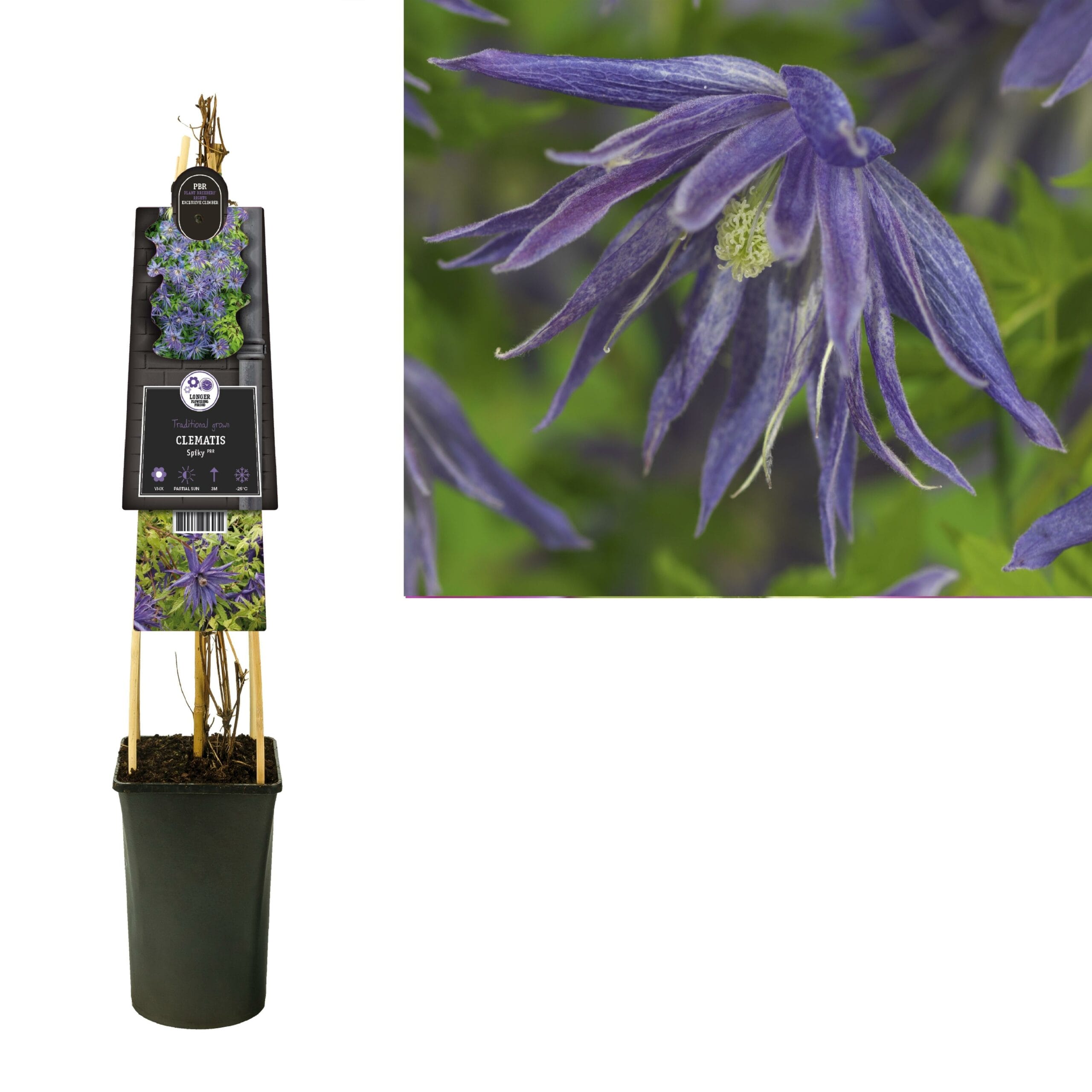 Clematis Spiky - Ø17Cm - ↕75Cm