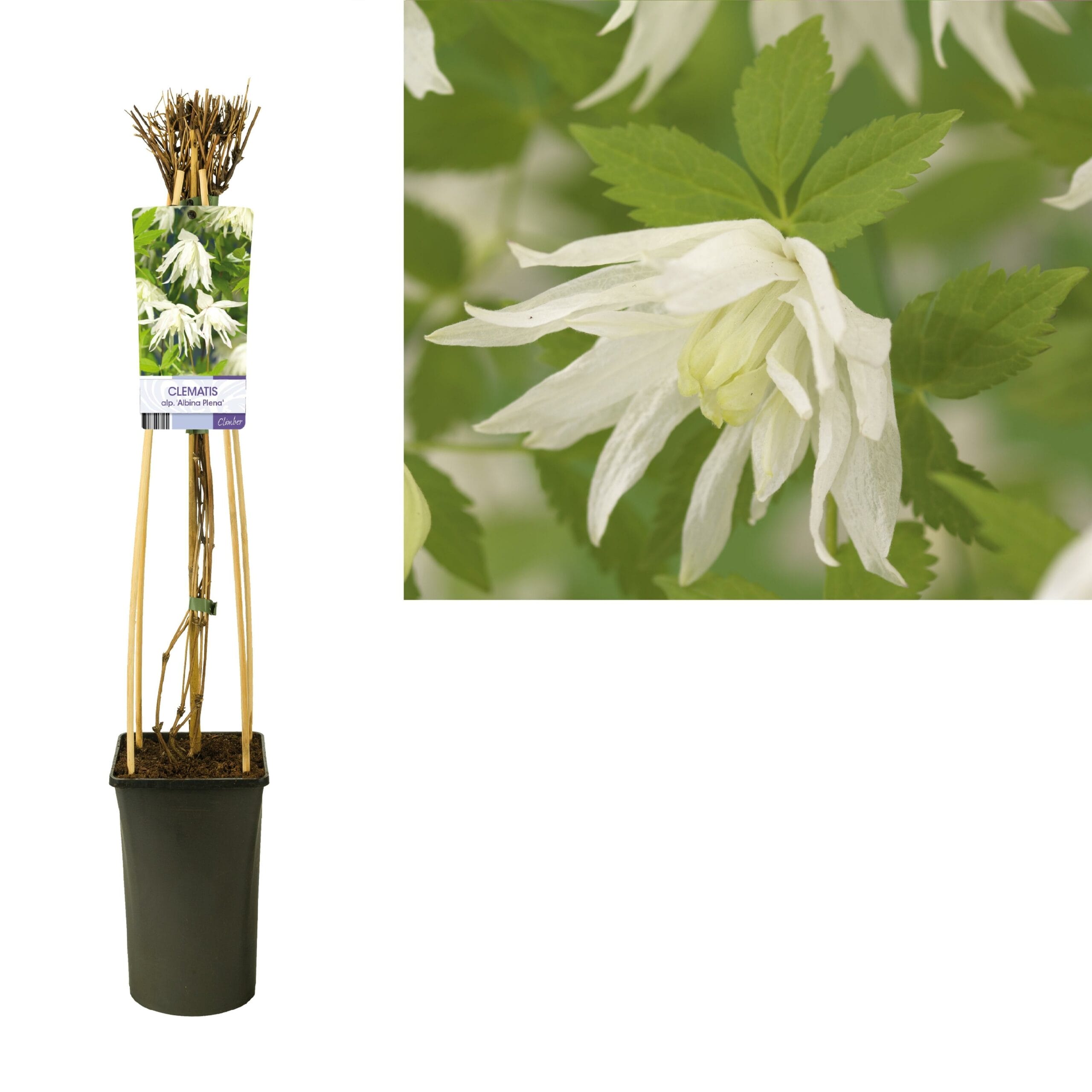 Clematis Alp. 'Albina Plena' +Light Label - Ø17Cm - ↕75Cm