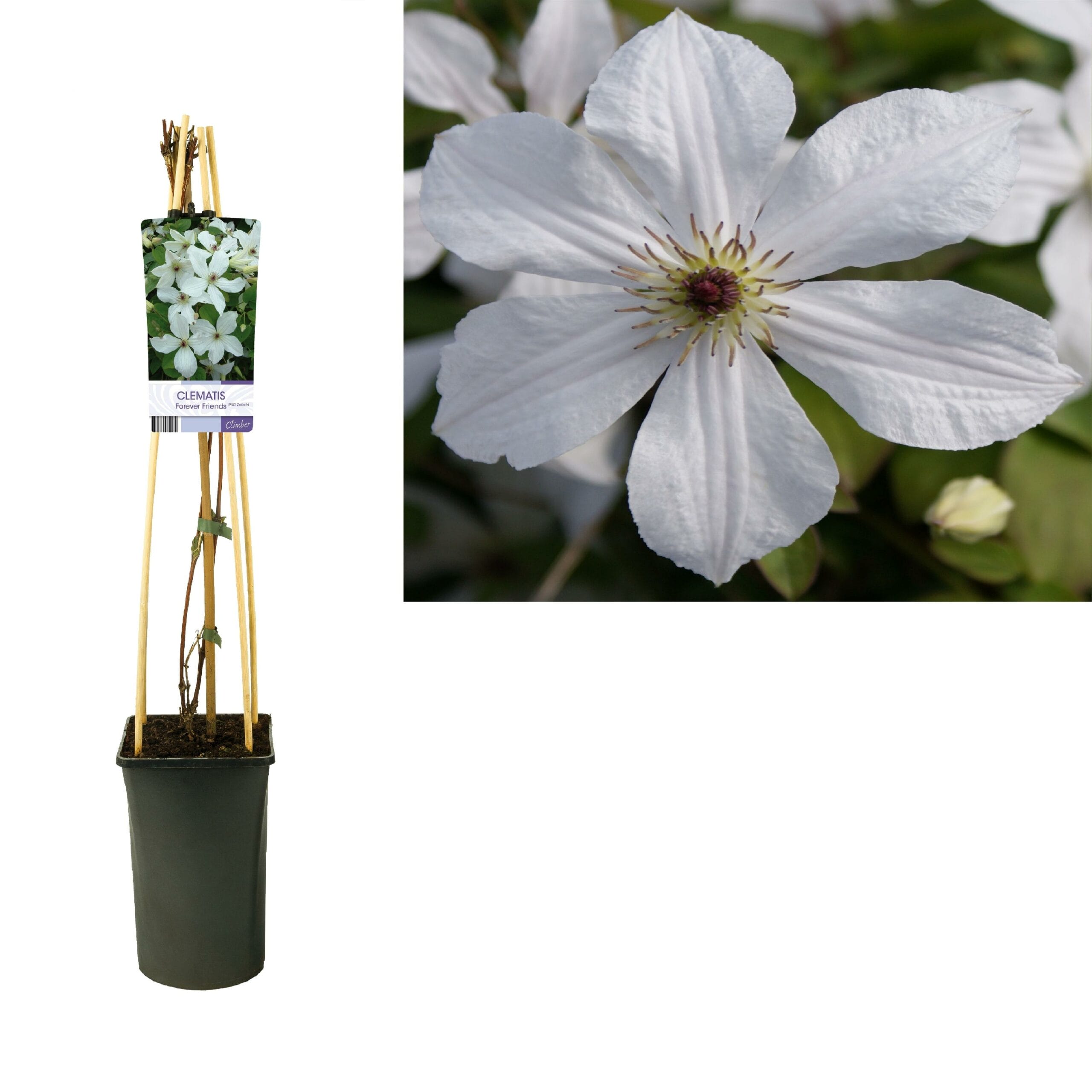 Clematis 'Forever Friends' Pbr +Light Label - Ø17Cm - ↕75Cm