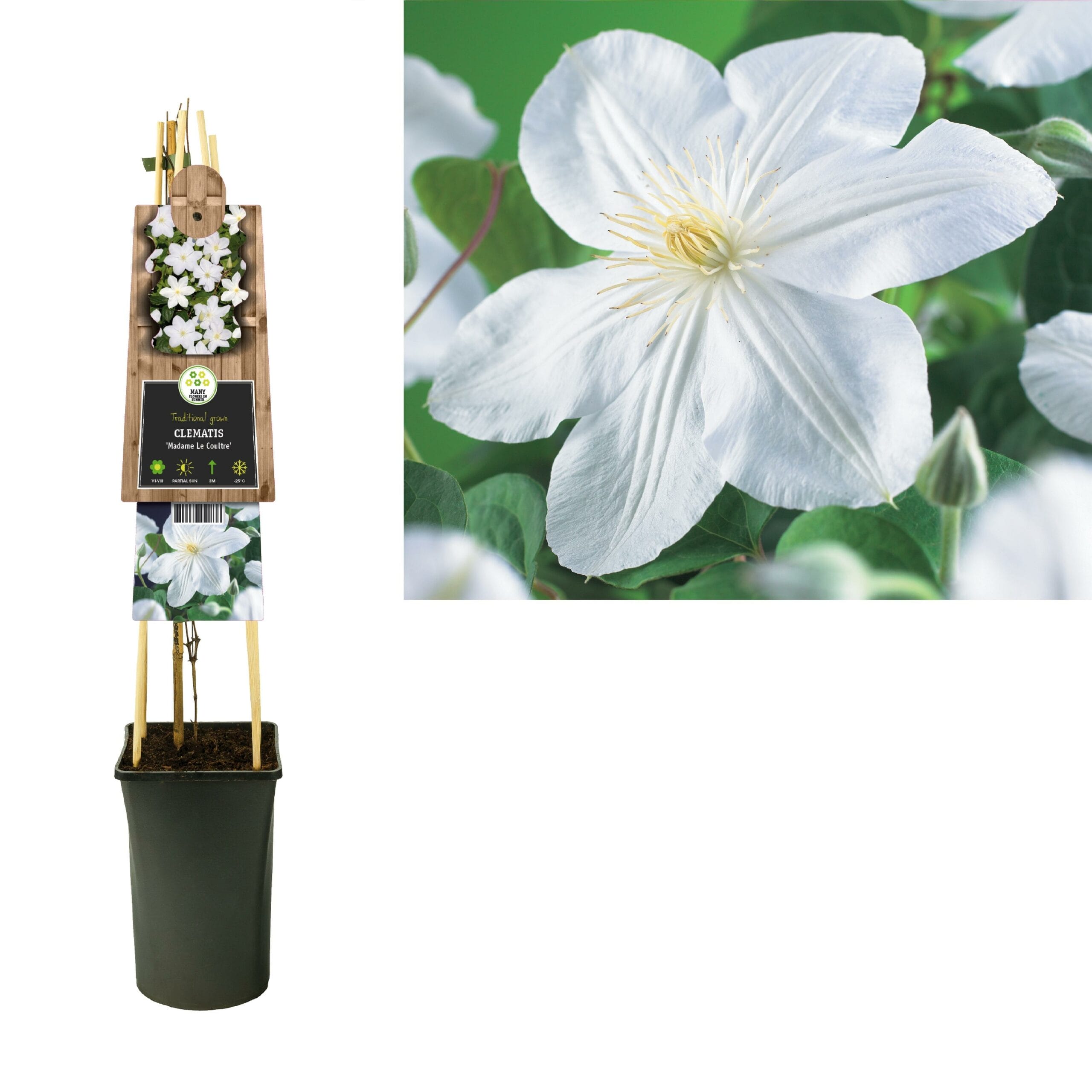 Clematis 'Madame Le Coultre' +3.0 Label - Ø17Cm - ↕75Cm