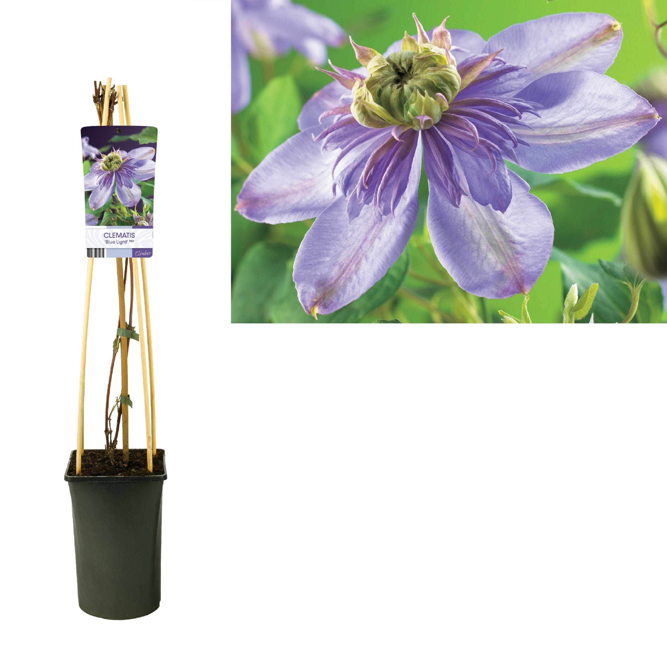 Clematis 'Blue Light' Pbr +Light Label - Ø17Cm - ↕75Cm