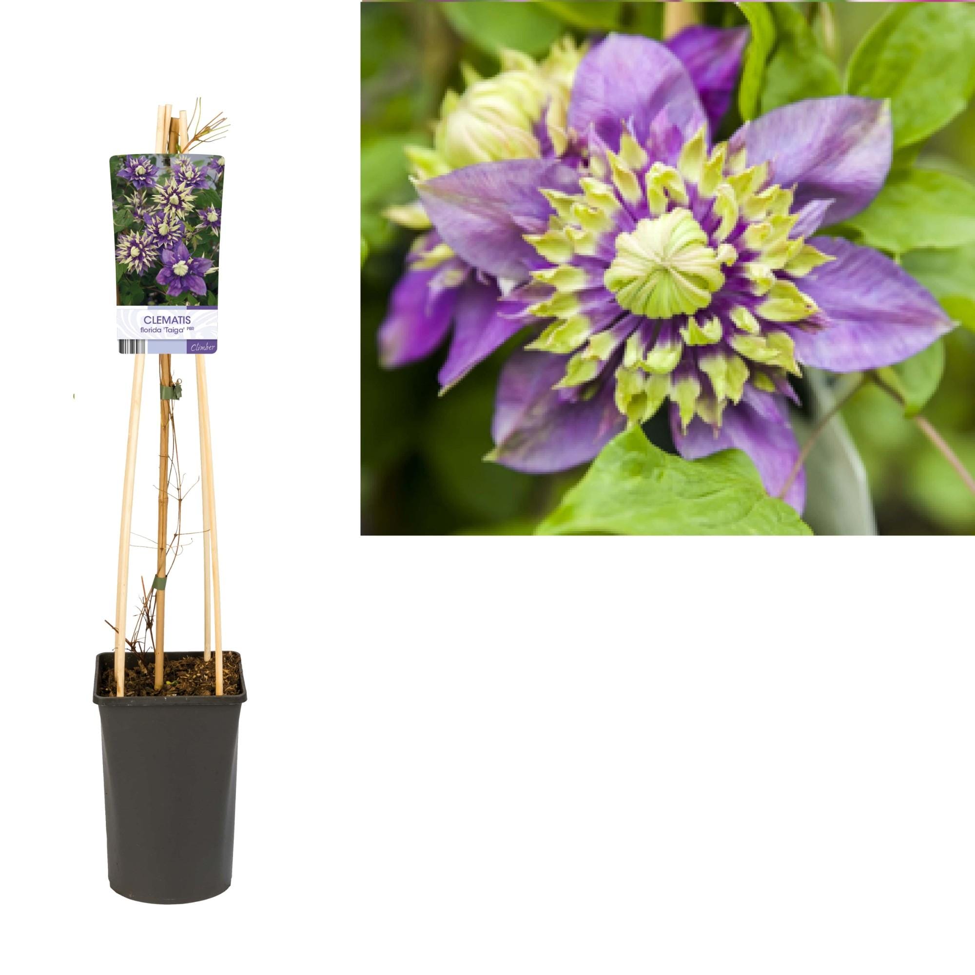 Clematis Florida 'Taiga' Pbr +Light Label - Ø17Cm - ↕75Cm