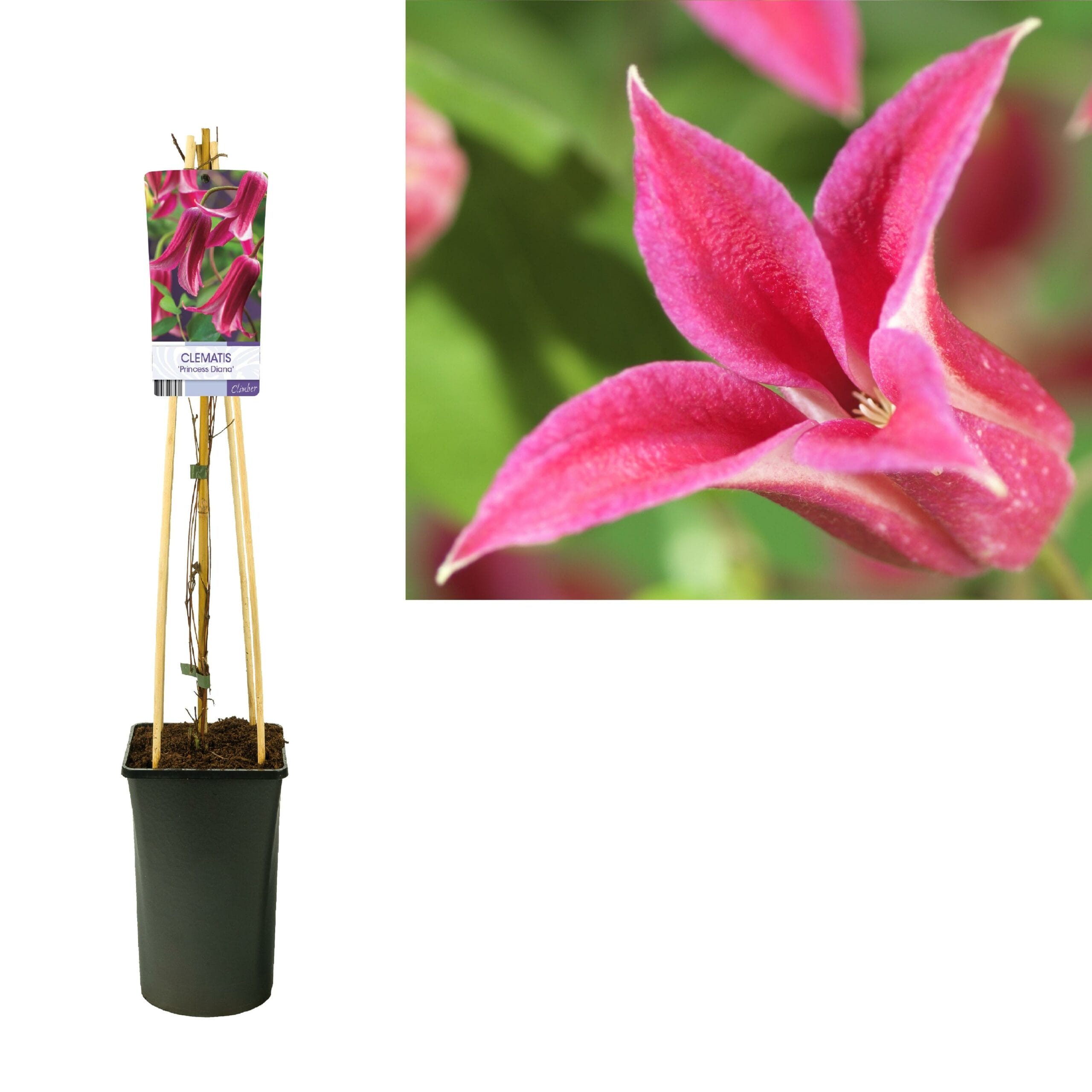 Clematis 'Princess Diana' +Light Label - Ø17Cm - ↕75Cm