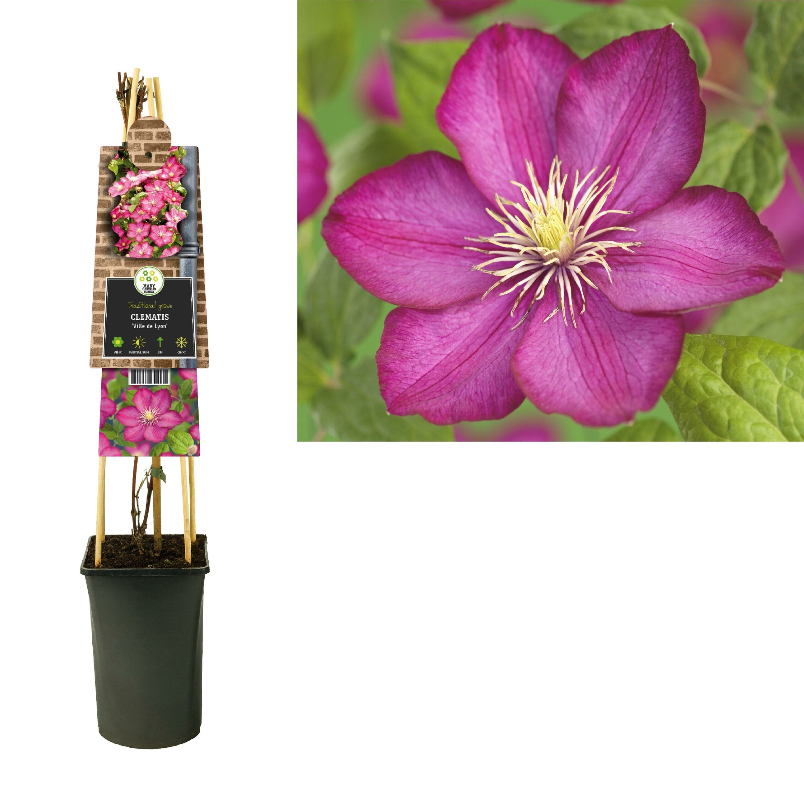 Clematis 'Ville De Lyon' +3.0 Label - Ø17Cm - ↕75Cm