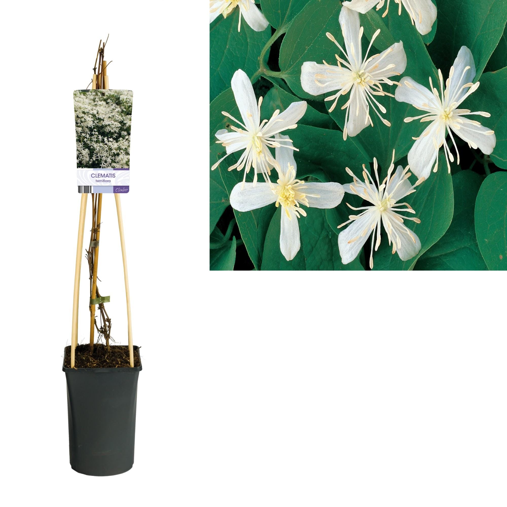 Clematis Terniflora +Light Label - Ø17Cm - ↕75Cm