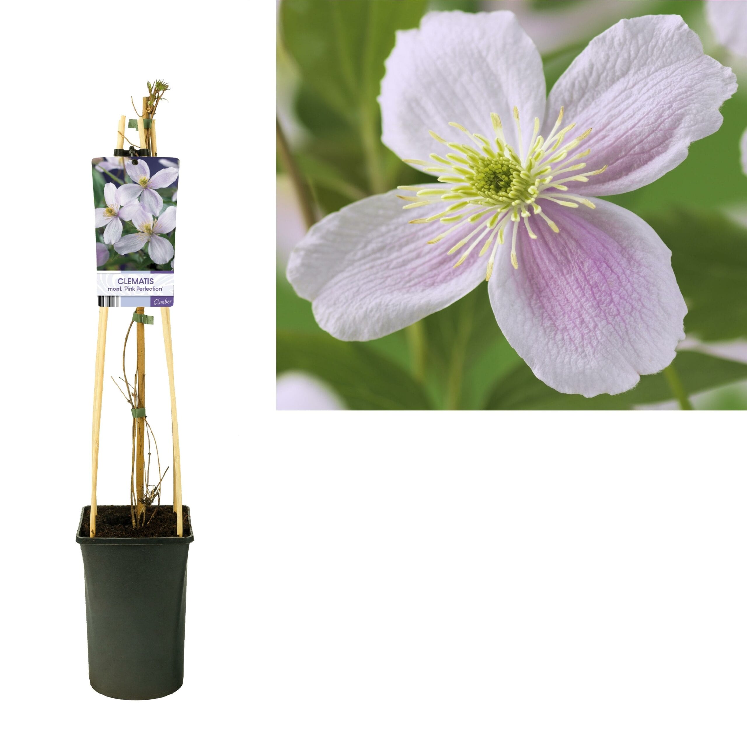 Clematis Montana 'Pink Perfection' +Light Label - Ø17Cm - ↕75Cm