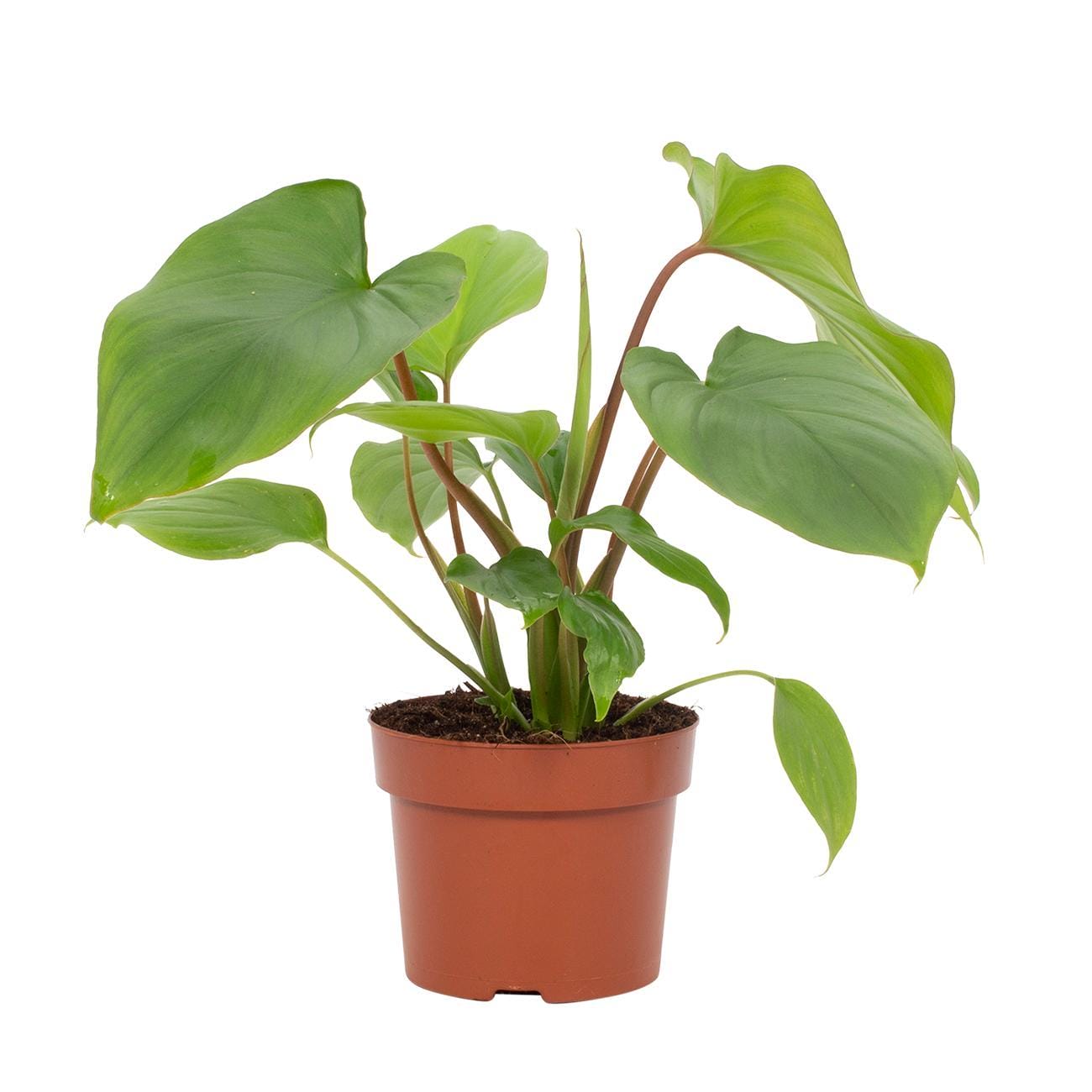 Homalomena Rubescens Maggy - Ø12Cm - ↕24Cm