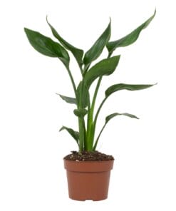 Strelitzia Reginae - Ø12Cm - ↕35Cm