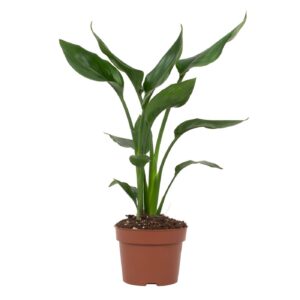 Paradijsvogelplant (Strelitzia reginae) – tropische kamerplant – ±12 cm