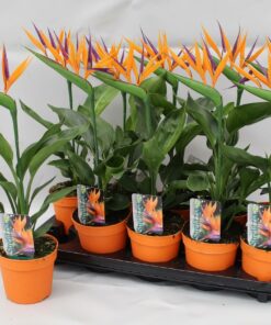 Strelitzia Reginae (Met Kunstbloem) - Ø13Cm - ↕35Cm