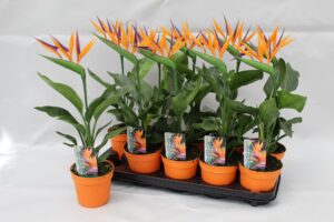 Paradijsvogelplant (Strelitzia reginae) – tropische kamerplant – ±13 cm
