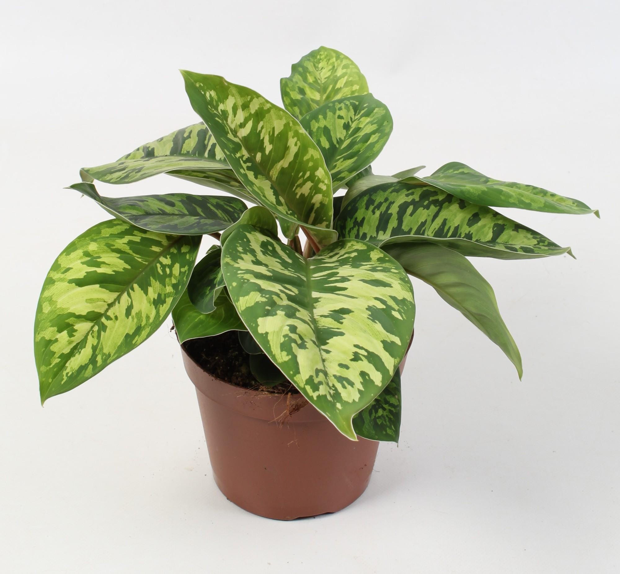 Homalomena Wallisii 'Camouflage - Ø15Cm - ↕25Cm