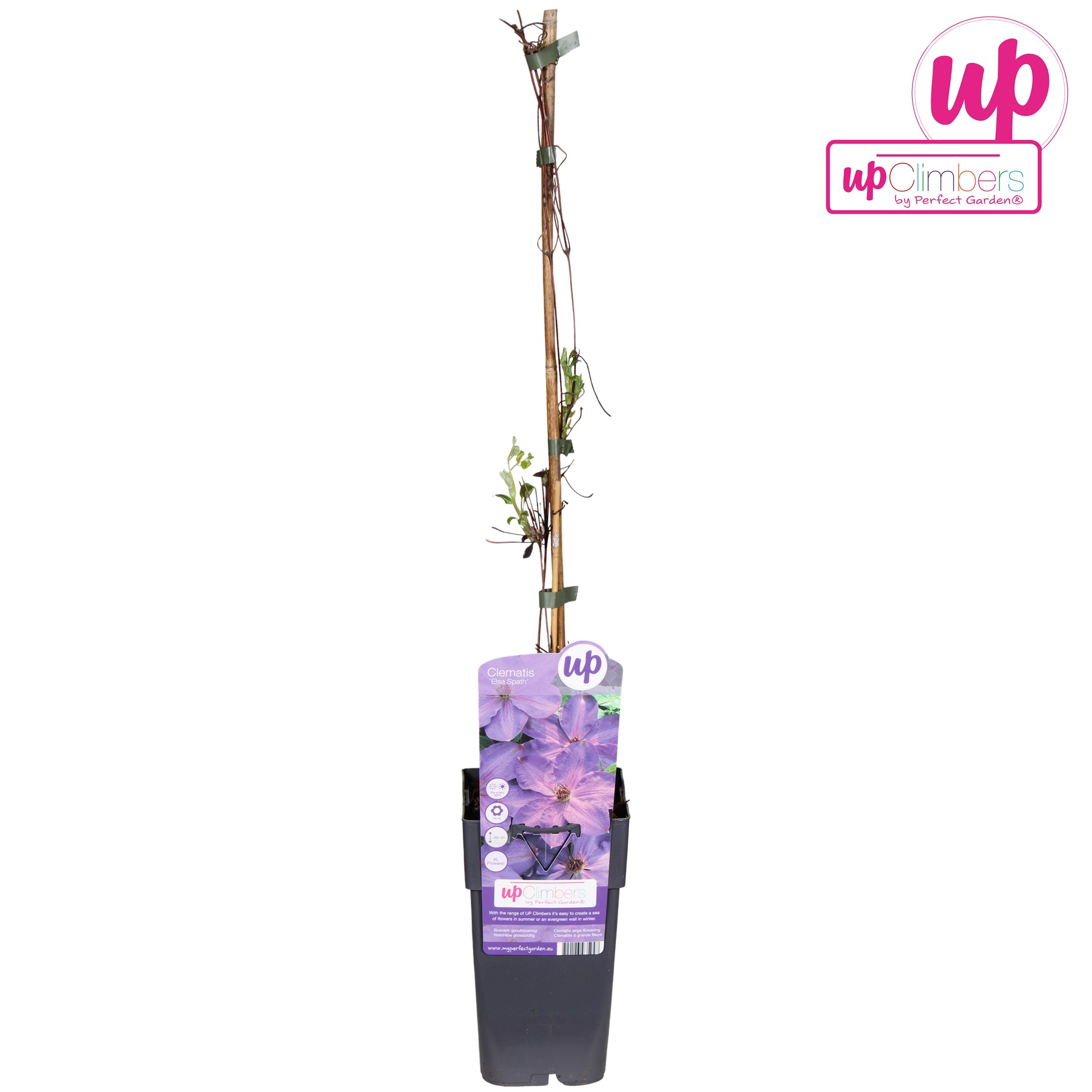 Clematis Elsa Spath - Ø15Cm - ↕65Cm