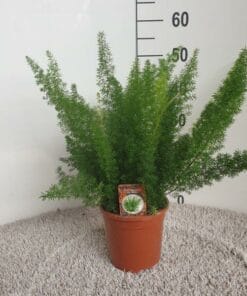 Asparagus D. Meyers - Ø17Cm - ↕50Cm