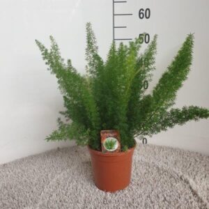 Asparagus vossenstaart – pluizige vossenstaartvormen – ±17 cm
