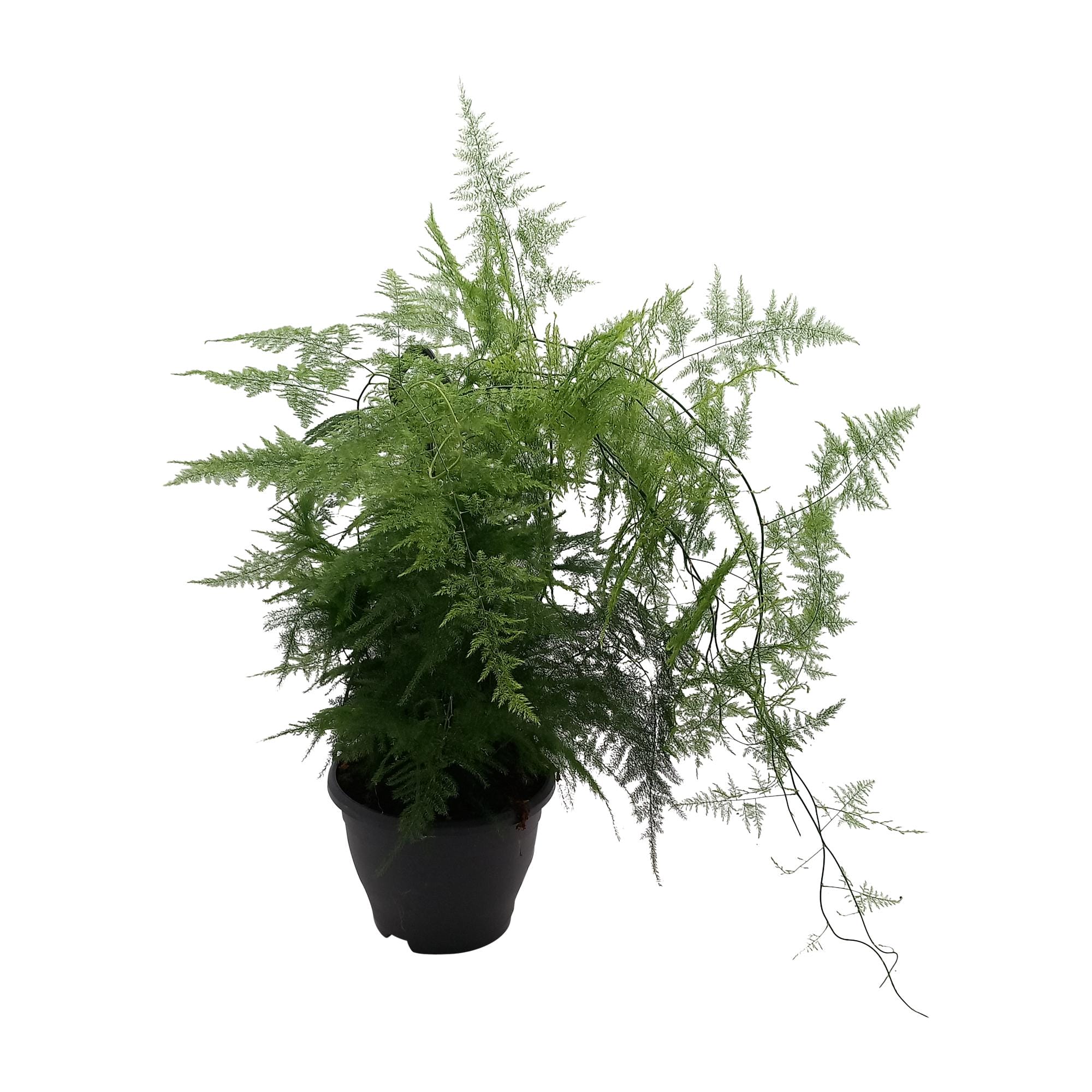 Asparagus 'Plumosus' - Ø19Cm - ↕55Cm