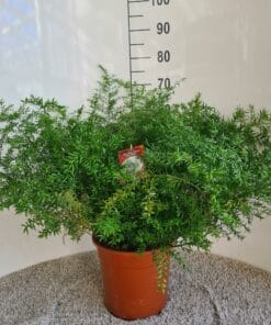 Asparagus Densiflorus Cwebe - Ø27Cm - ↕65Cm
