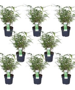 8X Fargesia Rufa - ↨40Cm - Ø14