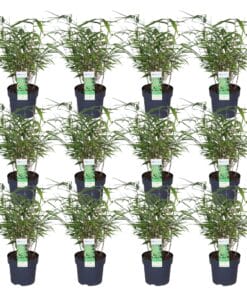 12X - Fargesia Rufa - 40Cm - Ø14