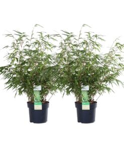 2X Fargesia Rufa - ↨60Cm - Ø19