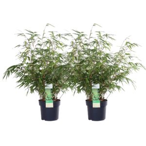 2X Fargesia Rufa - ↨60Cm - Ø19