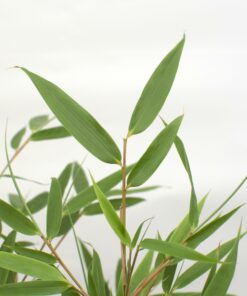 2X Fargesia Rufa - ↨60Cm - Ø19 - Afbeelding 3