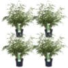 4X Fargesia Rufa - ↨60Cm - Ø19