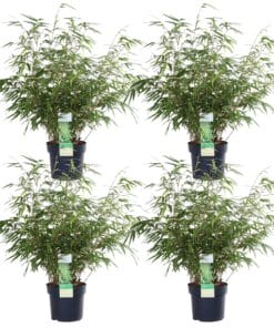 4X Fargesia Rufa - ↨60Cm - Ø19