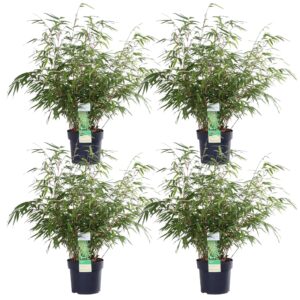 4X Fargesia Rufa - ↨60Cm - Ø19