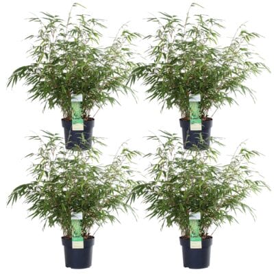 4X Fargesia Rufa - ↨60Cm - Ø19