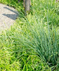 4X Fargesia Rufa - ↨60Cm - Ø19 - Afbeelding 2