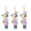 3X - Clematis Nelly Moser - ↨65Cm - Ø15