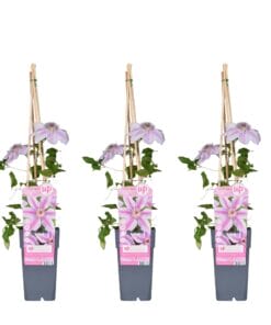 3X - Clematis Nelly Moser - ↨65Cm - Ø15