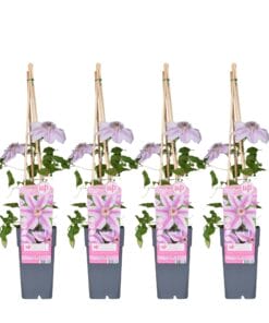4X - Clematis Nelly Moser - ↨65Cm - Ø15