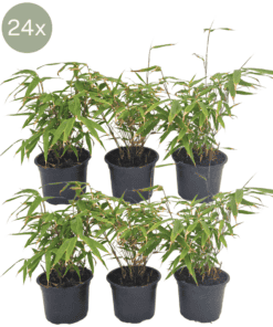 24 X Fargesia Rufa - Ø13 Cm - ↕25 Cm